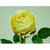 63cm Rose Yellow