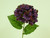 27" Hydrangea With 2 Lvs Purple