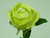 63cm Rose Lime