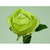 63cm Rose Lime