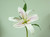 15" Casablanca Lily Pink