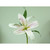 15" Casablanca Lily Pink