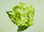 27" Hydrangea With 2 Lvs Lime