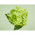 27" Hydrangea With 2 Lvs Lime