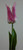 68cm Tulip Purple