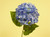 27" Hydrangea With 2 Lvs Blue