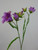 58cm Bell Flower Lavender