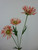 50cm Daisy x3 Hot Pink