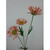 50cm Daisy x3 Hot Pink