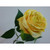 42cm Rose Spray Yellow