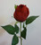 42cm Rosebud Red