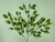 Hawaiian Ficus Spray x3 Variegated