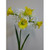 41cm Narcissus Spray Cream