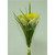 Daffodil Bush x5 in Wrap Cream