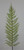 78cm Fern Spray Green