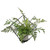 Cube with Frame and potted Silver Fern 46x46x33cm