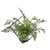 Cube with Frame and potted Silver Fern 46x46x33cm