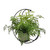 Half Moon Frame with potted Silver Fern 46x46x33cm