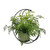 Half Moon Frame with potted Silver Fern 46x46x33cm