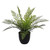 Potted Greenery Mother Fern 35.5x35.5x33cm