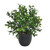 Potted Greenery Ruscus 30.5x30.5x33cm