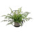 Half Moon Frame with potted Tea Tree Fern 46x46x33cm