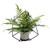 Cube with Frame and potted Mother Fern 46x46x33cm