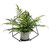Cube with Frame and potted Mother Fern 46x46x33cm