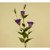 84cm Eustoma Spray x3 Purple