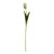 Essential Parrot Tulip - Cream