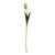 Essential Parrot Tulip - Cream