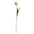 Essential Parrot Tulip - Light Pink