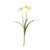 Essential Narcissus Plant with Leaves - White
