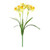 Essential Daffodil Plant - Yellow