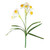 Essential Daffodil Plant - White