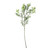 Essential Broom Bloom - Green
