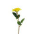 Essential Rose  - Yellow