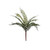 Essential Fern Plant
