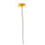 Essential Gerbera - Yellow
