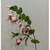 86cm Fuchsia Spray Hot Pink
