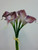 40cm Cala Lily Bundle Purple