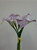 40cm Cala Lily Bundle Lavender