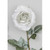 72cm Cinnamon Rose White