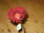 Burgundy Velvet Single Gerbera