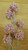 50cm Berry Cluster Spray Pink