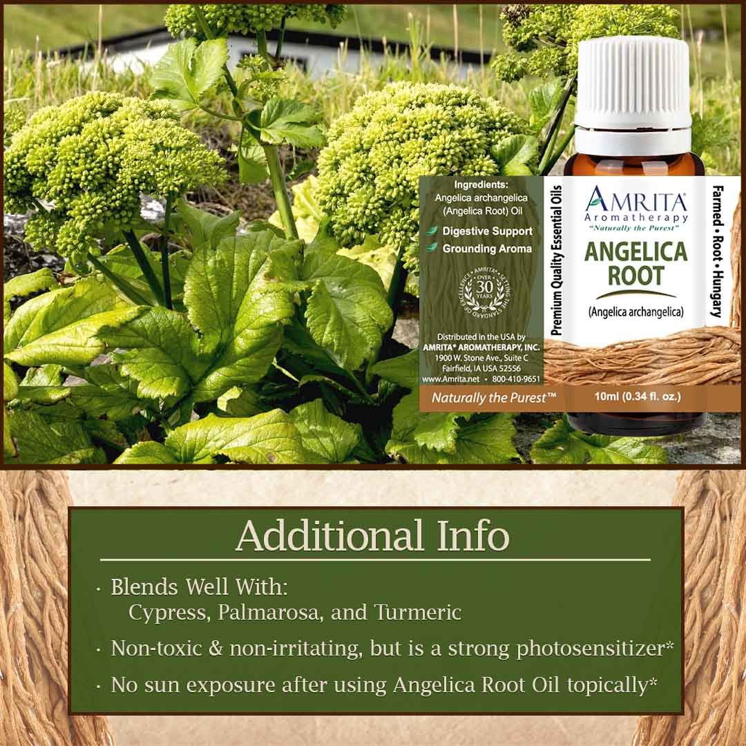 Angelica Root Essential Oil | Amrita Aromatherapy