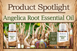Product Spotlight: Angelica Root