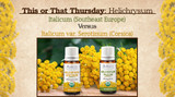 This or That: Helichrysum — Italicum vs Italicum Serotinum