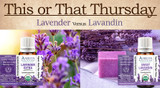 This or That: Lavender versus Lavandin