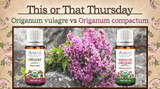 This or That: Origanum vulgare vs. Origanum compactum